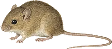 Sumichrast's Harvest Mouse