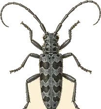 Ribbed Pine Borer