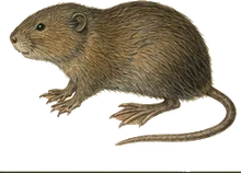 Mexican Water Mouse