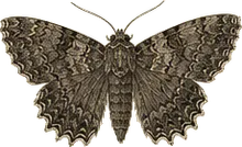 Spear-marked Black Moth