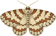 Cherry Scallop-shell Moth