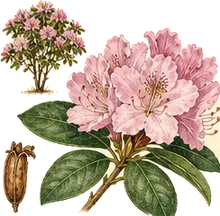 Pacific Rhododendron