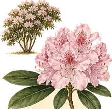 Rosebay Rhododendron