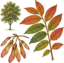 Winged Sumac