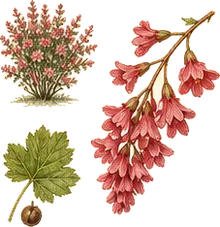 Red-flowering Currant