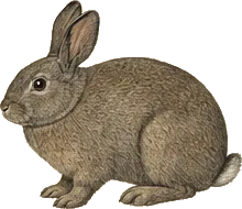 Volcano Rabbit