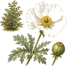 Matilija Poppy