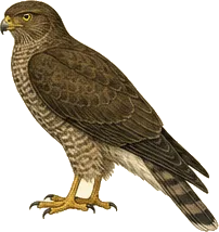 Snail Kite