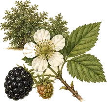 Allegheny Blackberry