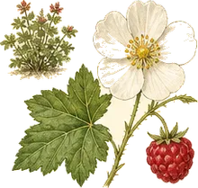 Thimbleberry
