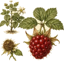 Dewberry