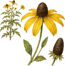 Cutleaf Coneflower