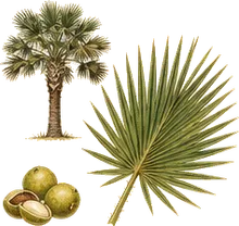 Texas Sabal Palm