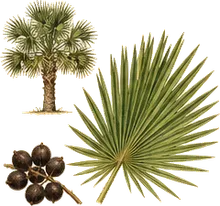 Cabbage Palm
