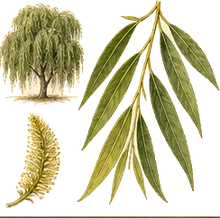 Weeping Willow