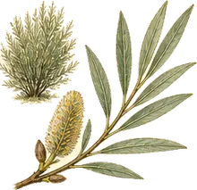 Bebb's Willow