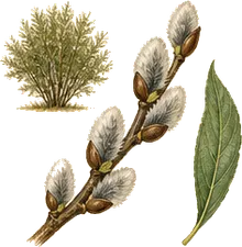 Pussy Willow