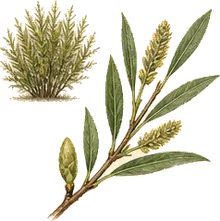 Sandbar Willow