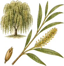 Black Willow