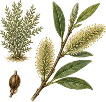 Meadow Willow