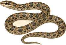 Western Patch-nosed Snake