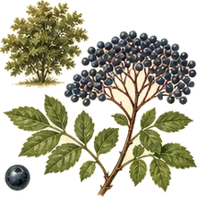 Blue Elderberry