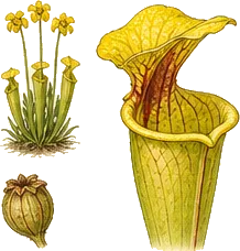 Yellow Pitcher Plant