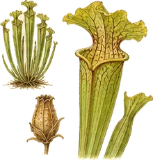 White-topped Pitcher Plant
