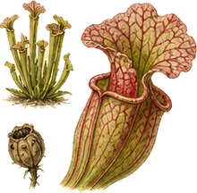 Sweet Pitcher Plant