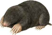Texas Mole
