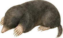 Broad-footed Mole