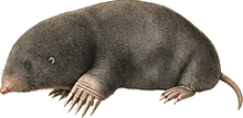 Coast Mole