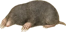 Townsend's Mole