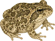 Eastern Spadefoot