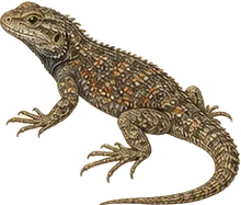 Clark's Spiny Lizard