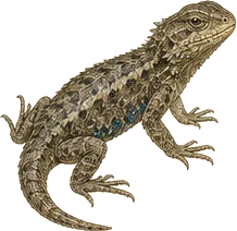 Sagebrush Lizard