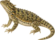 Yarrow's Spiny Lizard