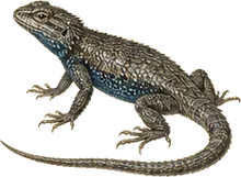 Western Fence Lizard