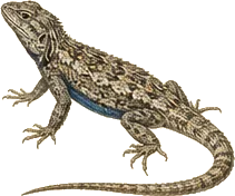 Eastern Fence Lizard