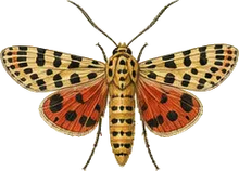 Primrose Moth