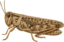 American Bird Grasshopper