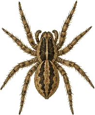 Brush-legged Wolf Spider