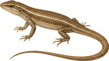 Little Brown Skink
