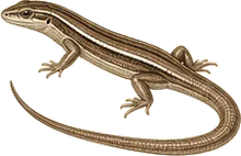 Florida Sand Skink