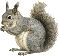 Abert's Squirrel