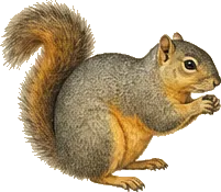 Red-bellied Squirrel
