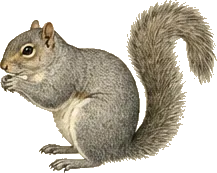 Western Gray Squirrel