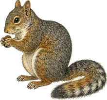Variegated Squirrel