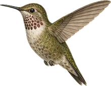 Calliope Hummingbird