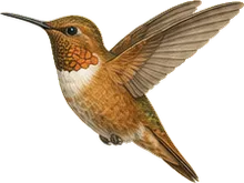 Rufous Hummingbird